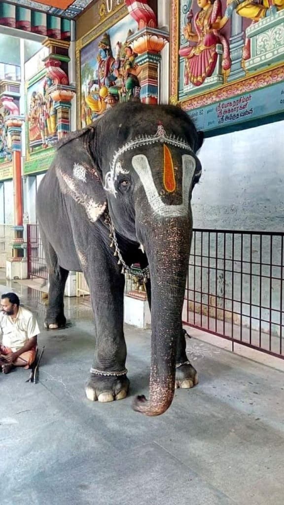 Sacred Temple Elephant Blessings